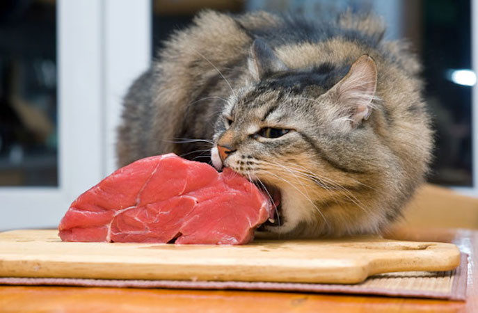 A cat with steak
